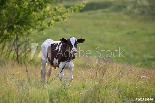 Picture of Young calf stands in the field and looks at the camera